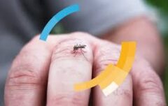 اقدامات گروه وطن‌زرین برای کنترل پشه آئدس