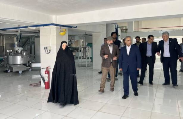 بازگشت”ایلیا ذرت سبز“ به چرخه تولید در غرب کشور