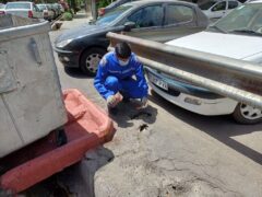 خداحافظی شمال شرق تهران با جانوران موذی/ آغاز عملیات طعمه گذاری جانوران موذی در منطقه۴