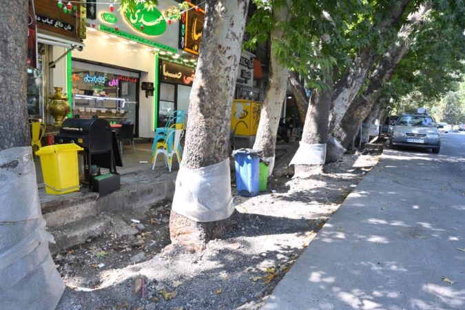 بازسازی نهر باغچه خیابان ولیعصر (عج) با اولویت حفظ درختان چنار کهنسال بازسازی نهر باغچه خیابان ولیعصر (عج) با اولویت حفظ درختان چنار کهنسال