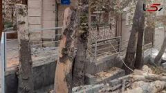 گزارش رفع خطر درختان و ایمن‌سازی محیطی در باغ فردوس