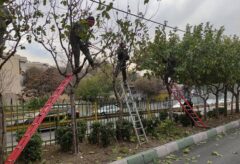 درختان منطقه ۲ آماده فصل زمستان شدند