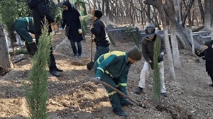 بیش از ۳ هزار اصله نهال در منطقه یک کاشته شد