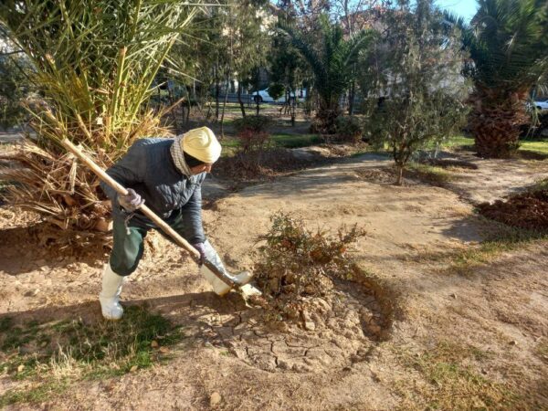 آماده‌سازی، نگهداشت و هرس درختان در فصل زمستان