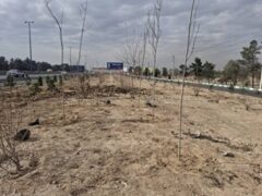 اجرای طرح جنگلکاری در حاشیه بزرگراه تهران–قم با کاشت ۱۵۰۰ اصله درخت